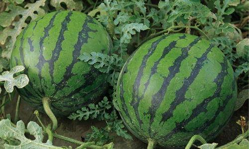 新疆网红事件吃瓜视频,吃瓜群众围观网络风云 第3张 新疆网红事件吃瓜视频,吃瓜群众围观网络风云 第3张